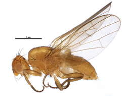 Image of Actenoptera