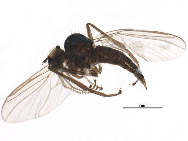 Image of Hybotinae