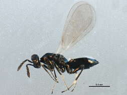 Image of Diglyphus