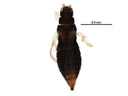 Image of Heliothrips