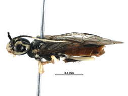 Image of sawfly