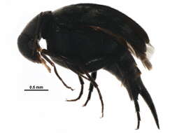 Image of Mordellina guttulata (Helmuth 1864)