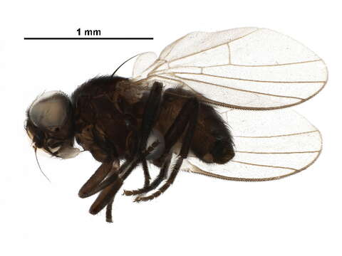 Melanagromyza virens (Loew 1869) resmi