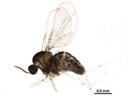 Image of Asteromyia euthamiae Gagne 1968