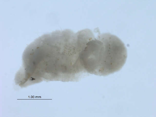 Image of Stylaria fossularis Leidy 1852
