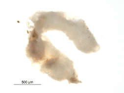 Image of Aquatic oligochaete worm