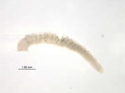 Image of Worm