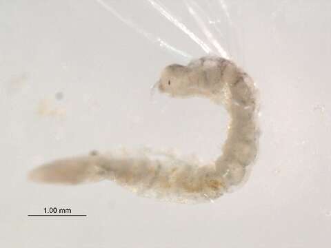 Image of Worm