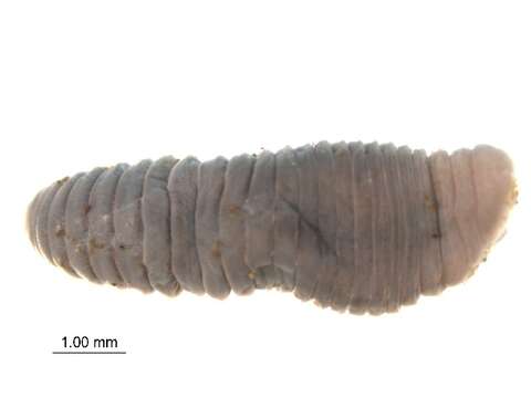 Image of Squaretail worm