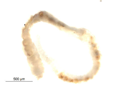 Image of Squaretail worm