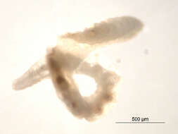 Image of Aquatic oligochaete worm