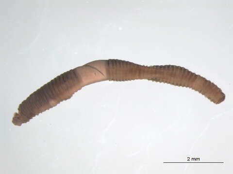 Image of Squaretail worm