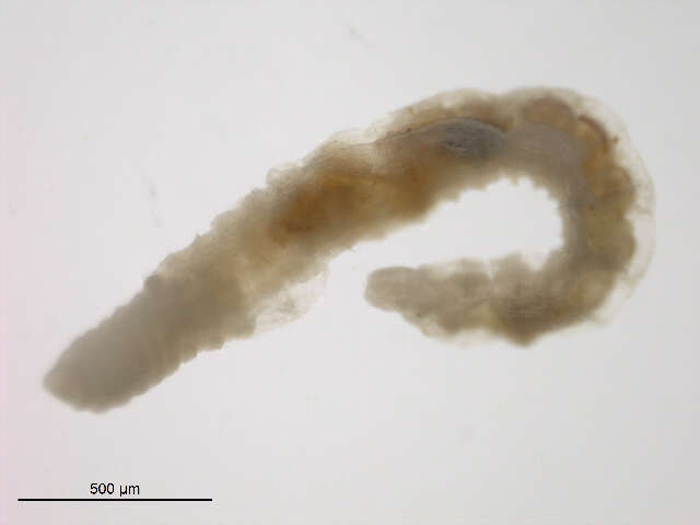 Image of Aquatic oligochaete worm