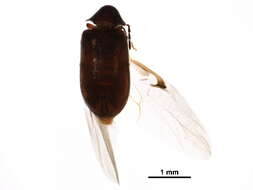 صورة Ernobius punctulatus (Le Conte 1859)