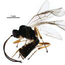 Image of Lathrolestes nigricollis (Thomson 1883)