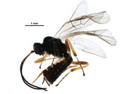 Plancia ëd Lathrolestes nigricollis (Thomson 1883)