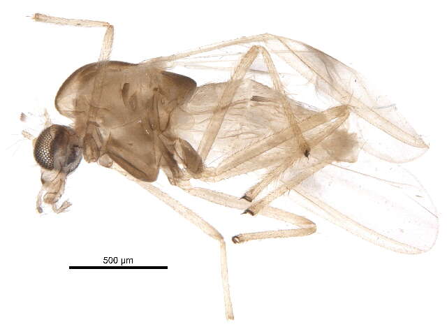 Polypedilum simulans Townes 1945 resmi