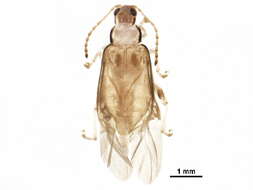 Image of Systena marginalis (Illiger 1807)