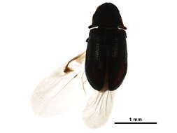 Image of Petalium incisum Ford 1973