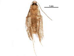 Image of trumpet leafminer moths