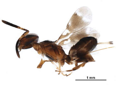 Image of Arachnophaga eucnemia