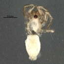 Image of Nodocion voluntarius (Chamberlin 1919)