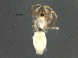 Image of Nodocion voluntarius (Chamberlin 1919)