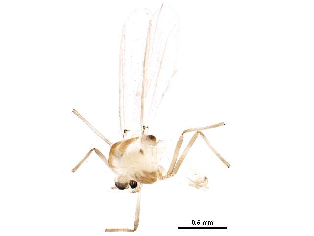 Image of Stempellinella edwardsi Spies & Saether 2004