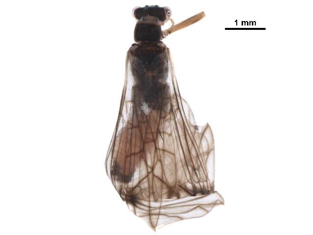 Image of Podmosta delicatula (Claassen 1923)