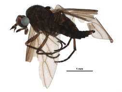 Image of Bolbomyiidae