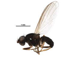 Image of Parapiophila