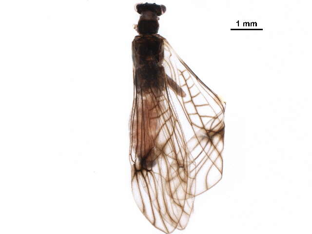 Image of Podmosta delicatula (Claassen 1923)