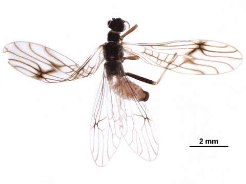 Image of Podmosta delicatula (Claassen 1923)