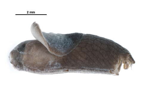 Image of Agriolimacidae