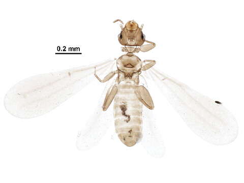 Image of booklice