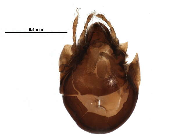 Humerobatidae Grandjean 1971 resmi