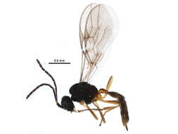 Image of Parasitoid wasp