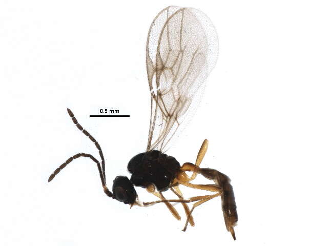 Image of Parasitoid wasp