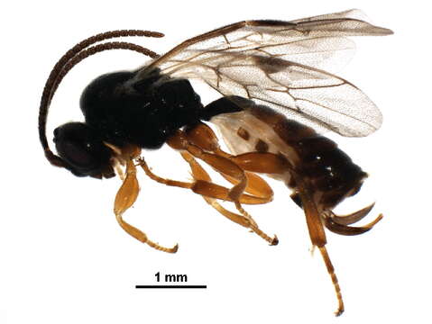 Image of Erromenus ungulatus Townes & Townes 1949