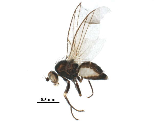 Image of Chromatomyia