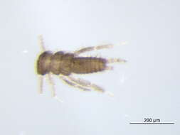 Image of Isoperla