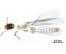 Image of Oligotomidae