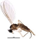 Image of Corynoptera concinna (Winnertz 1867)