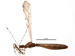 Image of Thread-legged bug