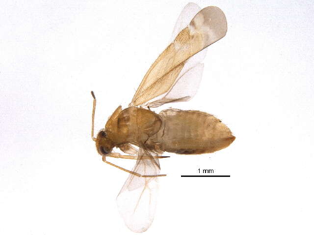 Image of Psallus vaccinicola Knight & Slater