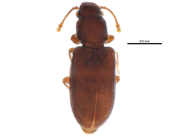 Image of Berginus tamarisci