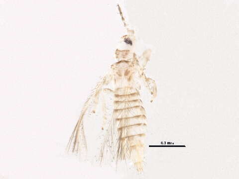 Plancia ëd Neohydatothrips burungae (Hood 1935)