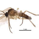 Image of Chaetosciara