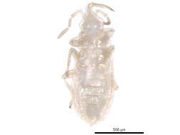 Image of Anthocorinae