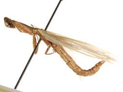 Image of Toxoderidae